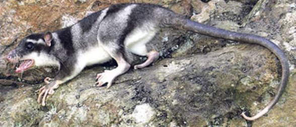 Chironectes water opossum