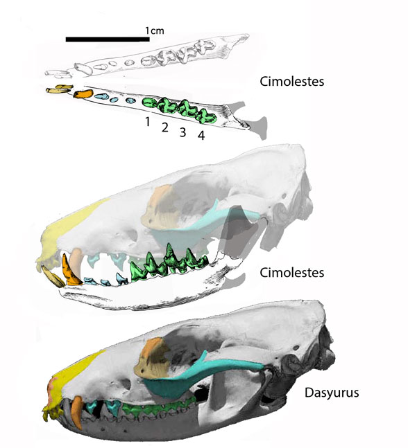 Dasyuroides, Dasyurus, Cimolestes and Sinopa