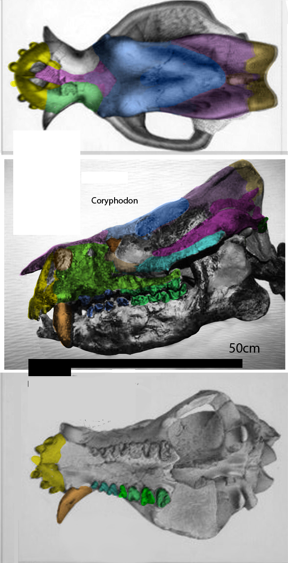 Coryphodon skull