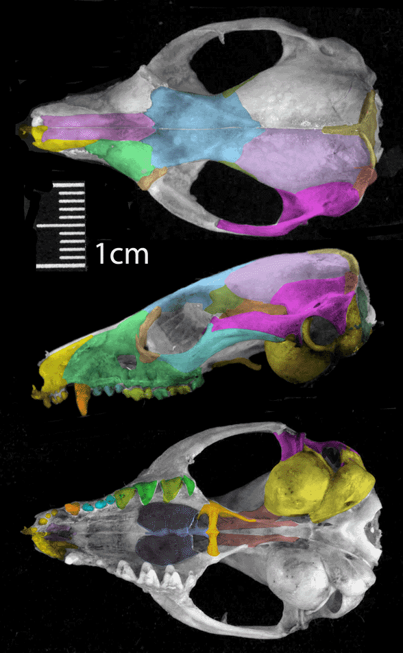 Dasyuroides skull