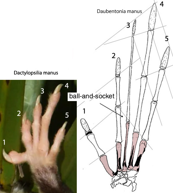 Daubentonia manus