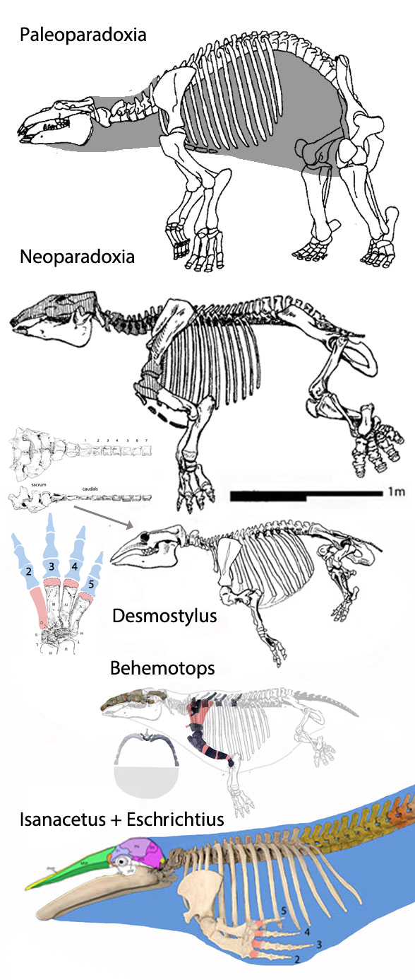 Desmostylus_Mysticete_evolution