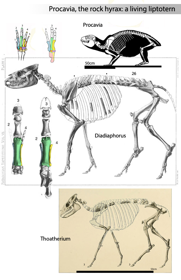 Diadiaphornus