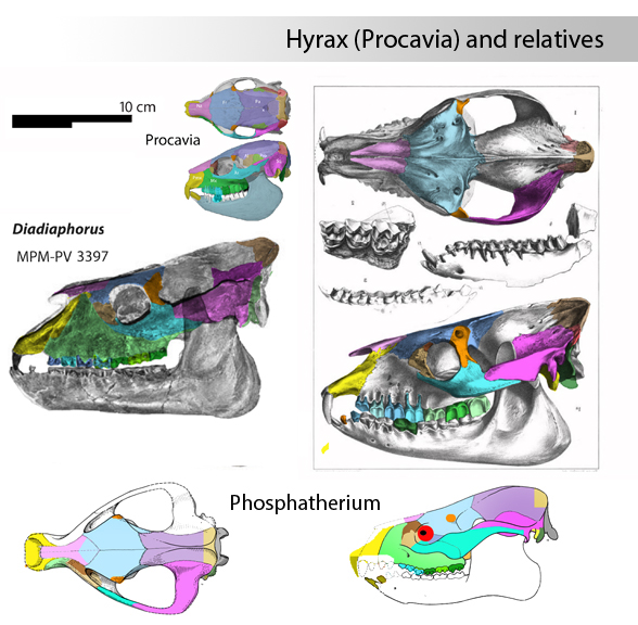 Diadiaphorus skull