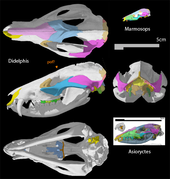 Didelphis skull