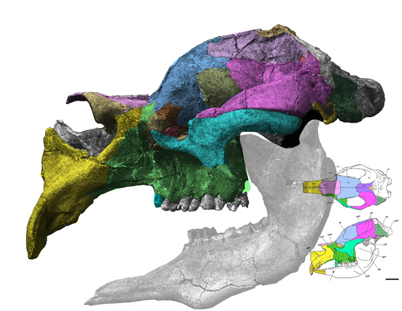 Diprotodon skull