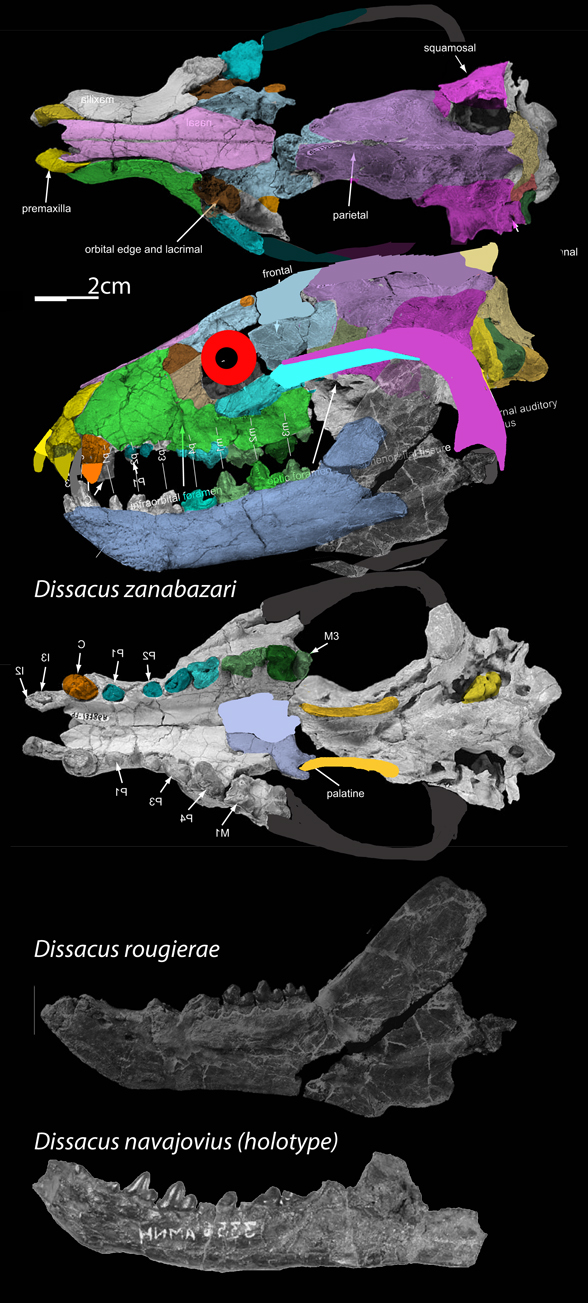 Dissacus skull