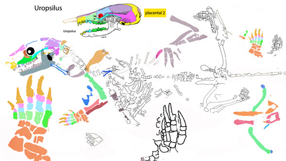 Doccofossor reconstruction2