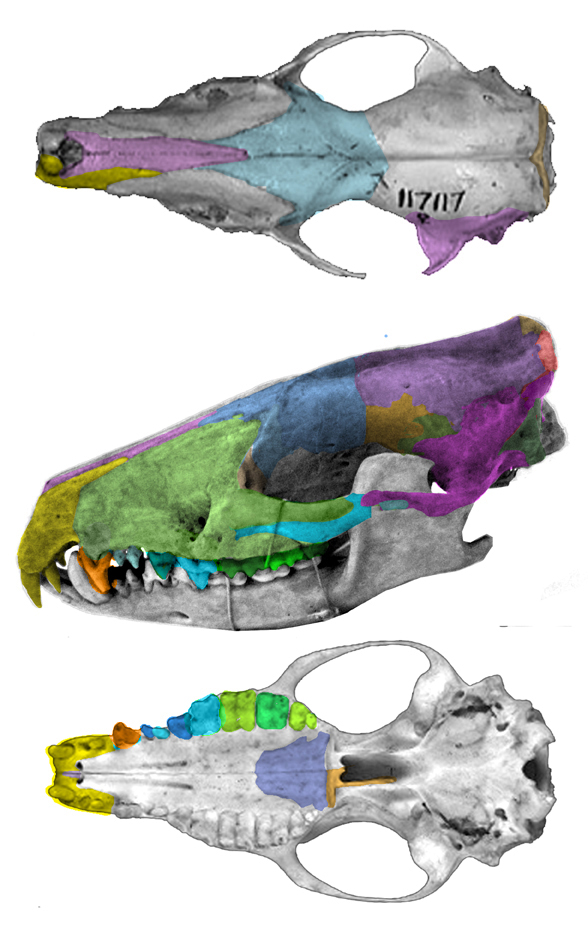 Echinosorex skull