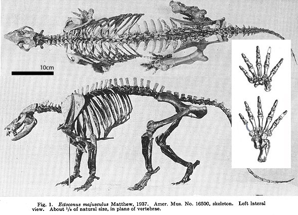 Ectoconus majusculus museum mount