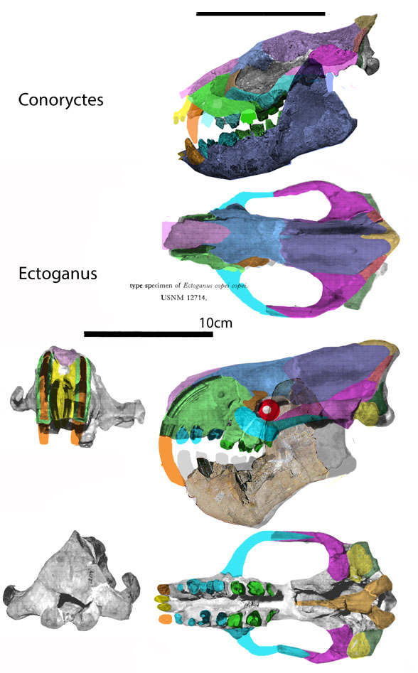 Ectoganus skull