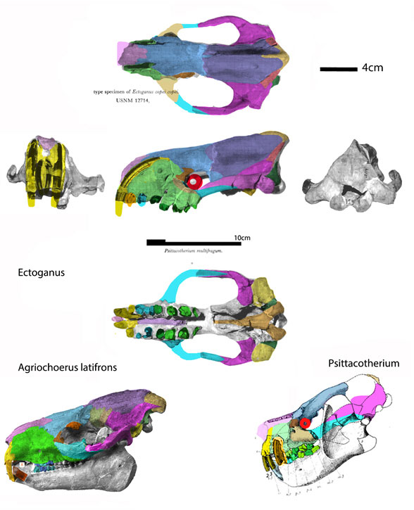 Ectoganus skull