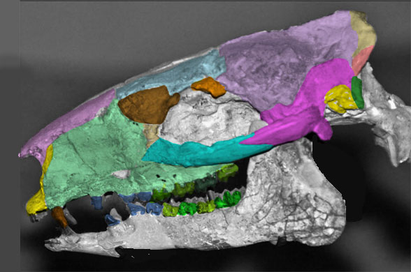 Eohippus skull