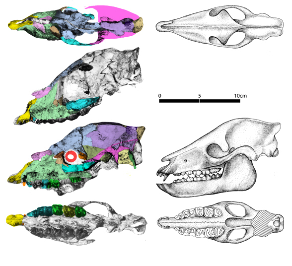 Eoletes skull