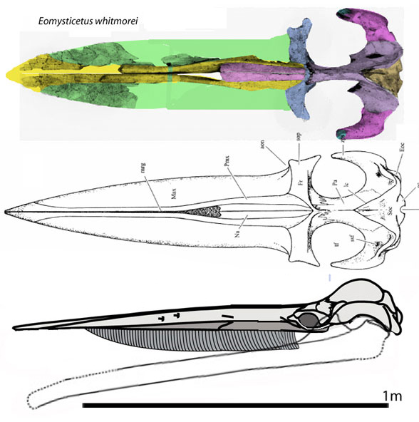 Eomysticetus