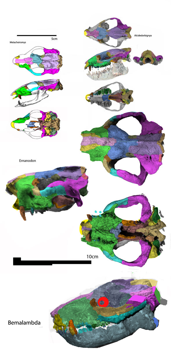 Ernanodon skull