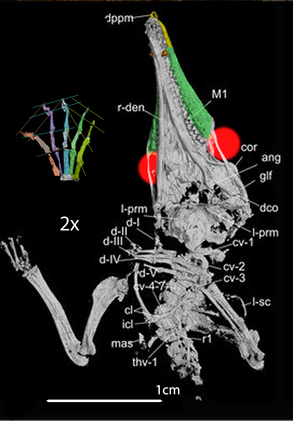 Feredococon chowi µCT scan