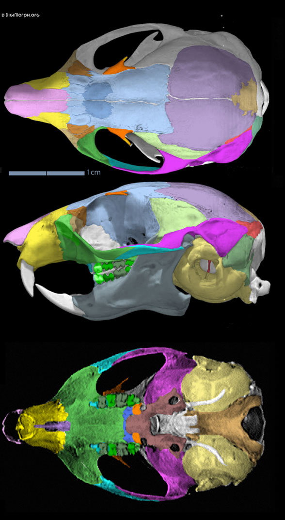 Glaucomys skull