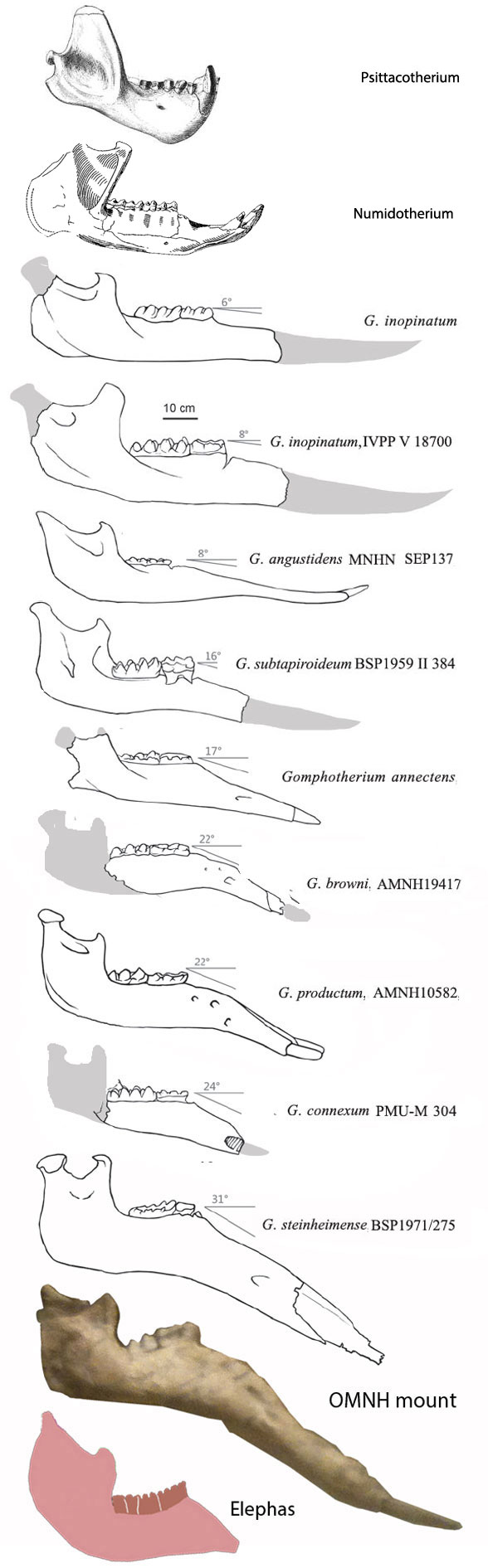 Gomphotherium jaws