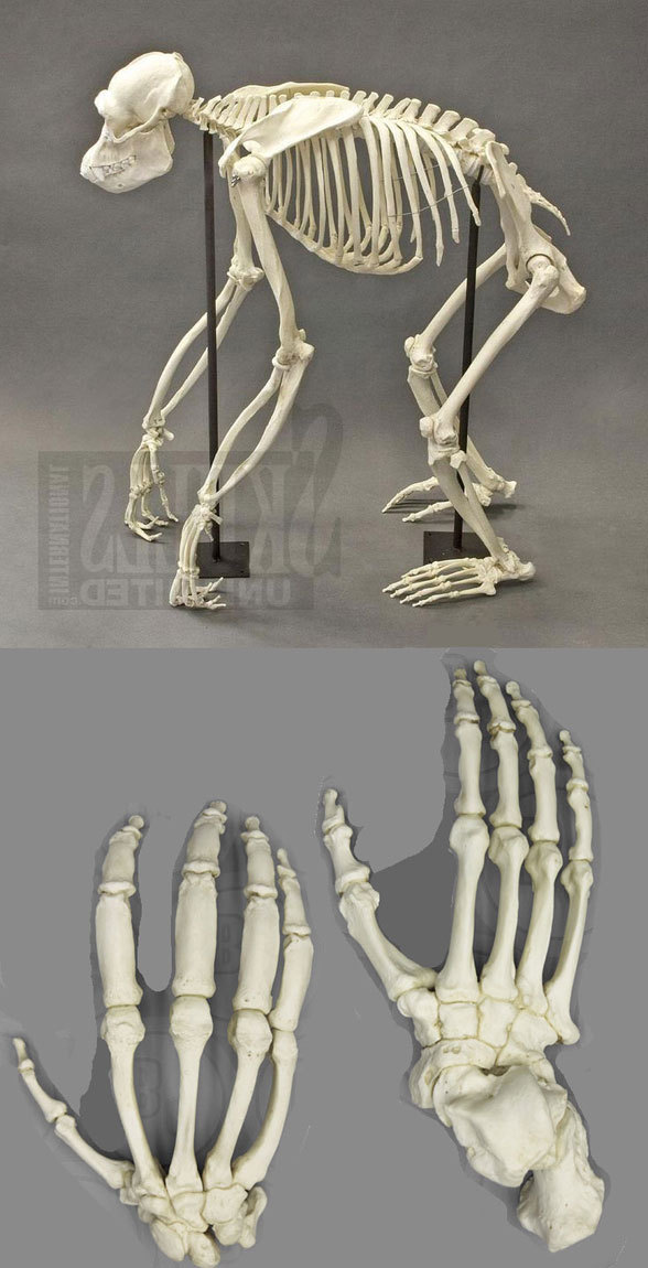 Gorilla skeleton