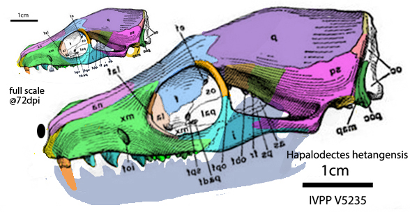 ?Hapalodectes IVPP V 5235