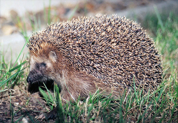 Hedgehog in vivo