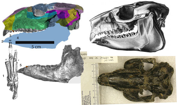 Hegetotherium