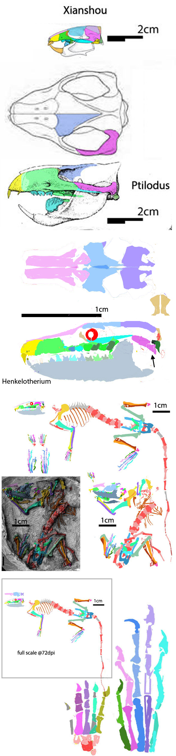 Henkelotherium recon insitu