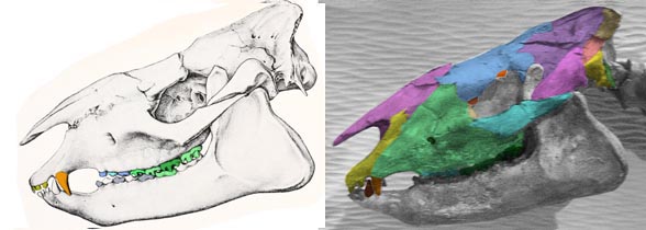 Heptodon skulls lateral