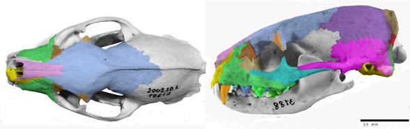 Herpestes skull 