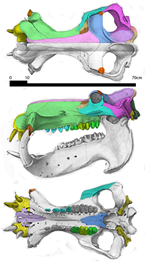 Hippopotamus skull