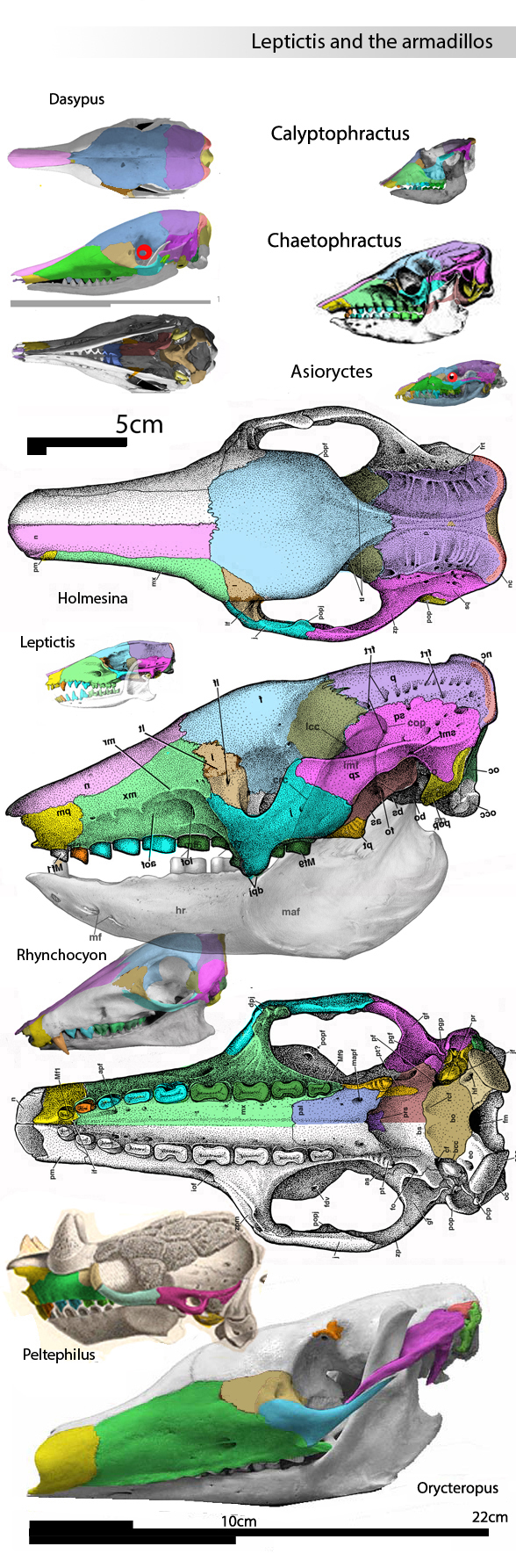 Holmesina skull