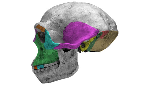 Homo erectus