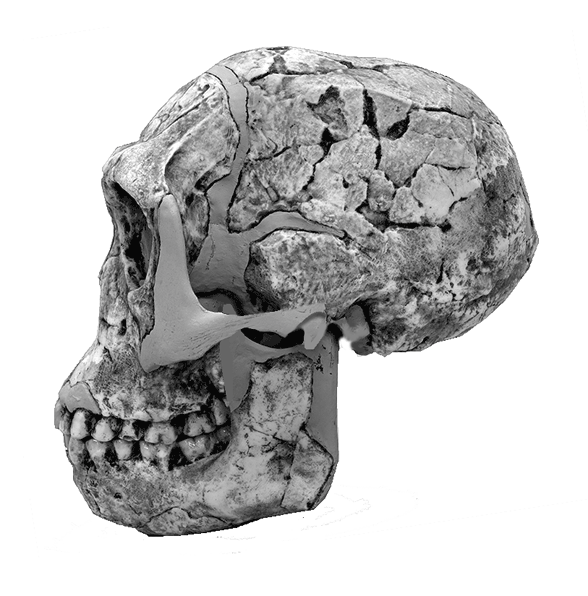 Homo habilis compared to Homo floresiensis