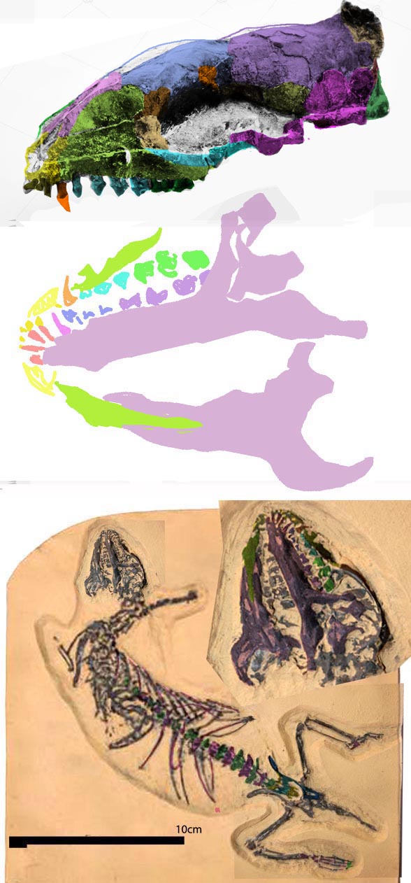 Hyopsodus in situ