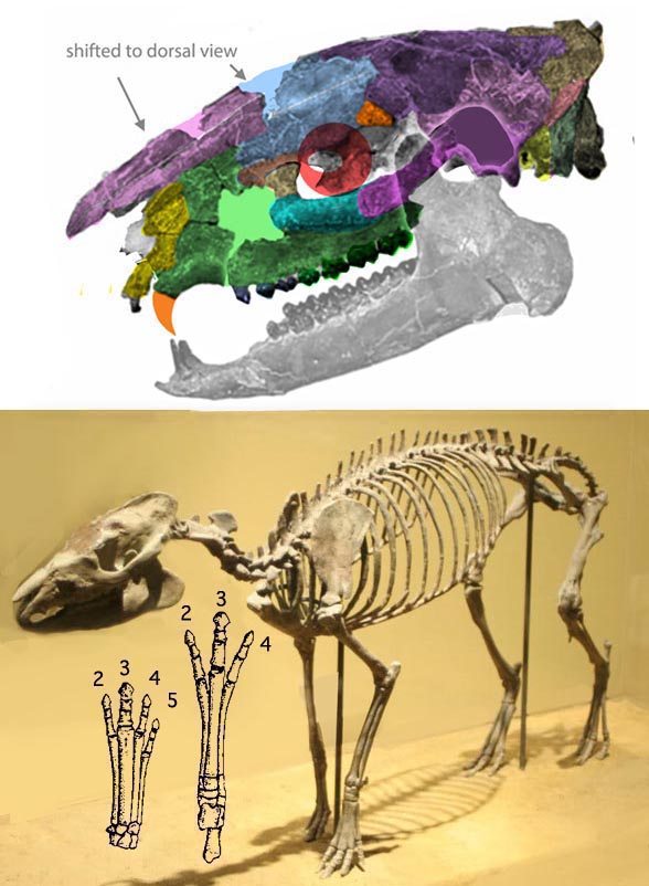 Hyracotherium