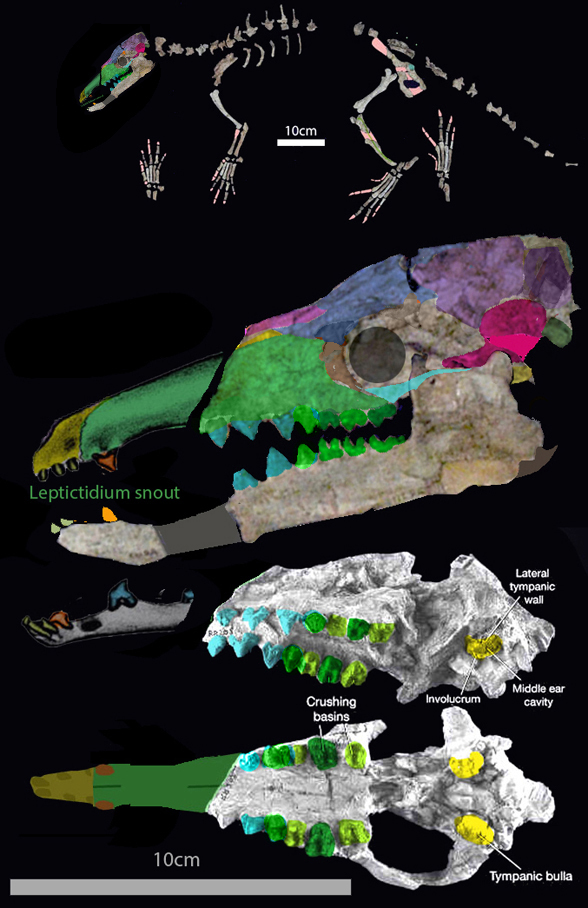 Indohyus