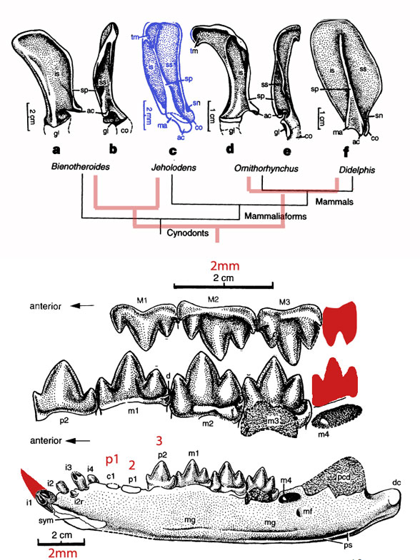 Jeholodens teeth and scapula