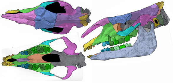 Juxia skull