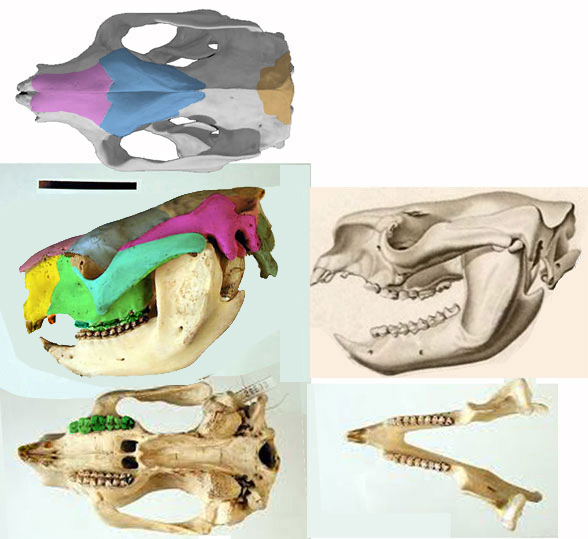 Phascolarctos skull