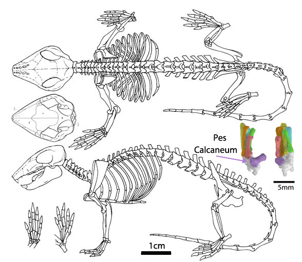 kryptobaatar skeleton