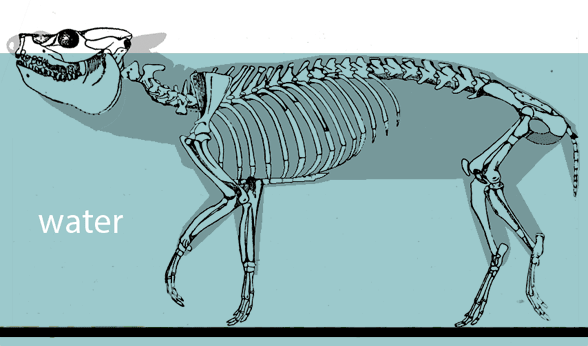Leptauchenia dorsa skeleton