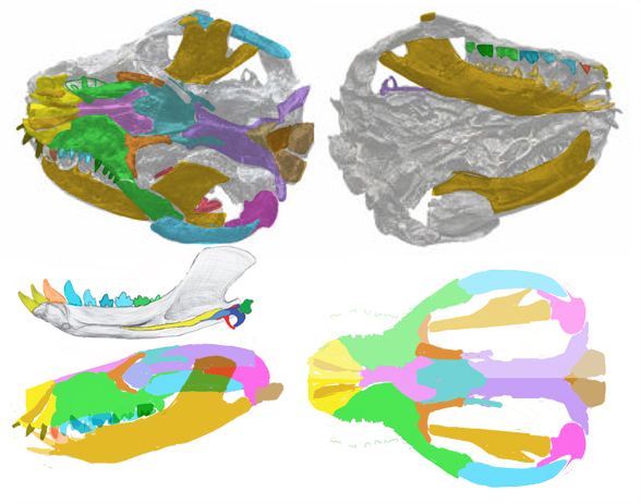 Liaoconodon skull