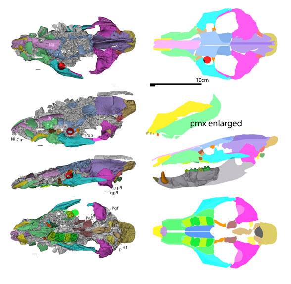 Lophiaspis skull from Vaurtrin et al. 2020