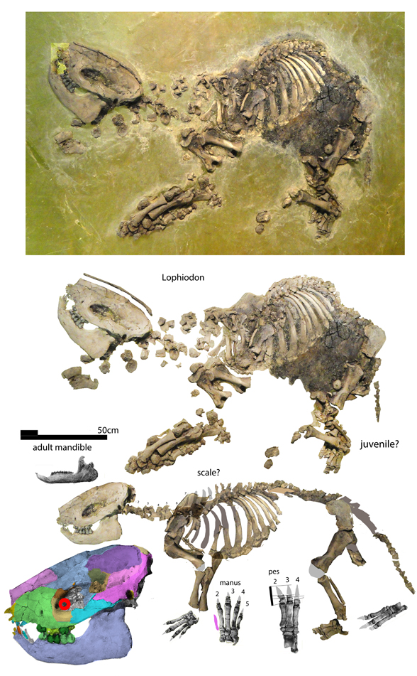 Lophiodon in situ and recnstructed