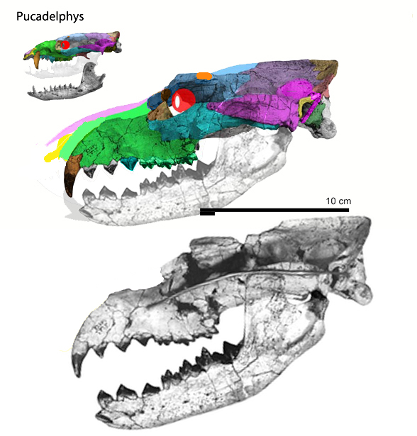 Lycopsis skull