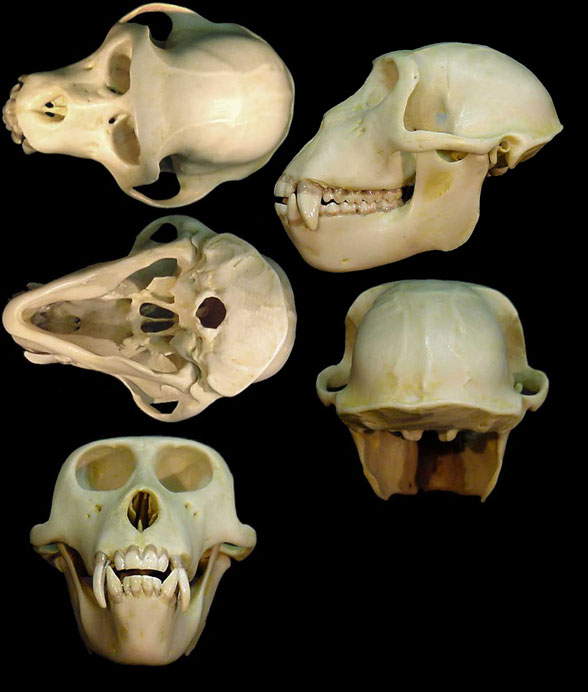 Macaca adult