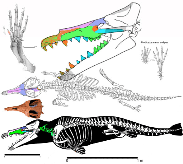 ambulocetus skull