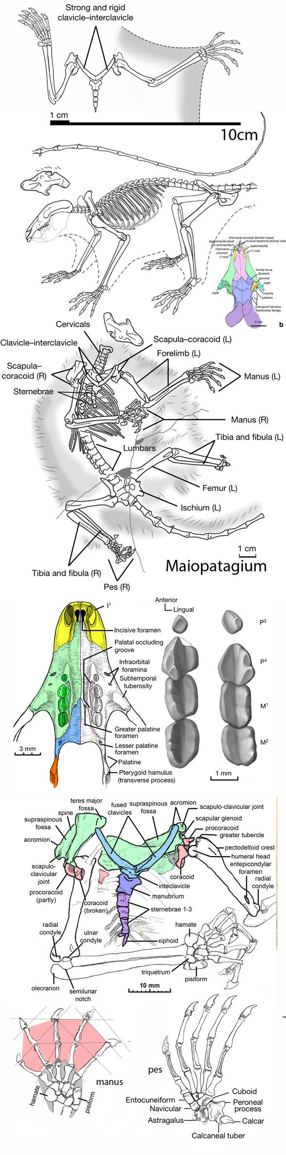 maiopatagium