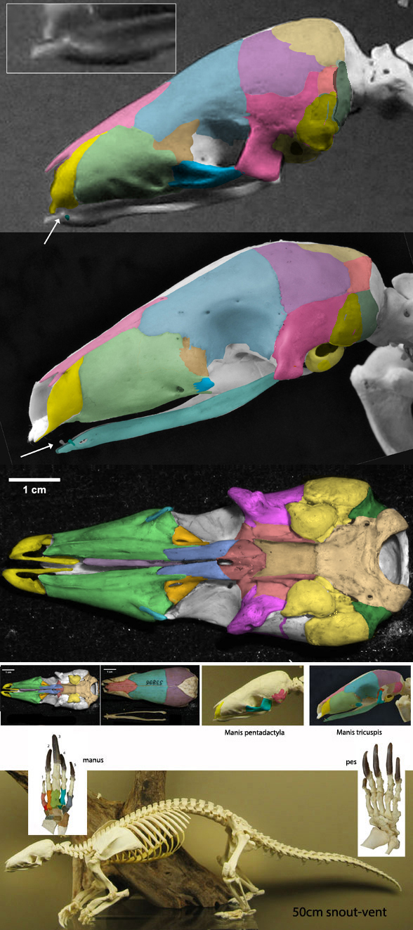 Manis skeleton